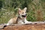 CORGI PEMBROKE 221